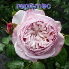 Троянда Геркулес (Роза Herkules)